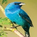 image of bird
