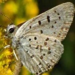 image of animal