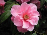 image of flower