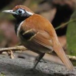 image of bird