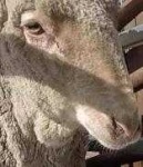image of animal