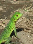 image of green_lizard