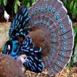 image of bornean_pheasant #6