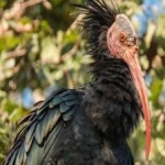 image of northern_bald_ibis #18