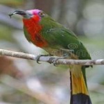 image of bird
