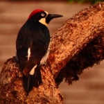 image of animal