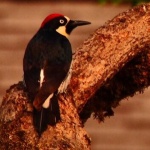 image of woodpecker #7