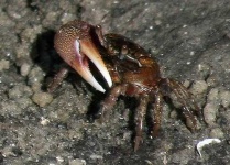 image of fiddler_crab #25