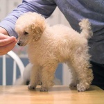 image of miniature_poodle #34