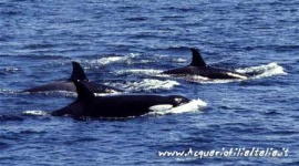 image of killer_whale #2