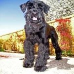 image of schnauzer #12