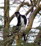 image of colobus #10