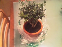 image of pot