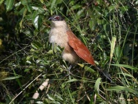 image of coucal #18