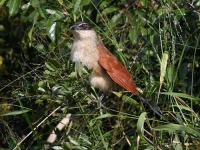 image of coucal