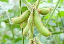 image of beans #3