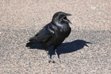 image of animal