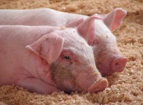 image of hog