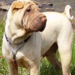 image of animal
