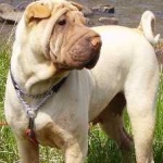 image of shar_pei #27