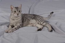 image of egyptian_mau #16