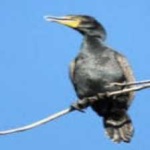 image of bird