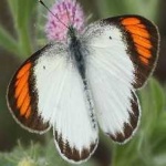 image of animal