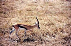 image of gazelle