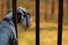 image of miniature_schnauzer