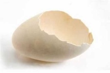 image of egg_shell #32