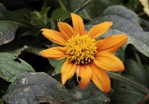 image of flower