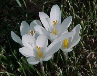 image of flower