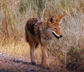 image of coyote