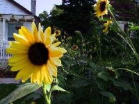 image of sunflower