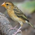 image of bird