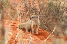 image of mongoose