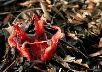 image of stinkhorn