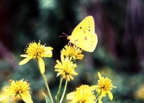 image of sulphur_butterfly #17