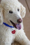 image of standard_poodle