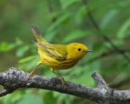 image of warbler