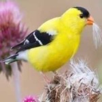 image of bird