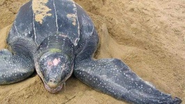 image of animal