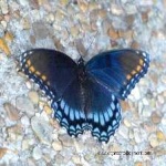 image of animal