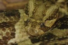 image of hognose_snake #23