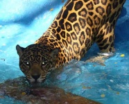 image of jaguar_car