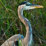 image of blue_heron #12