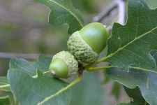 image of acorn