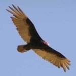 image of bird