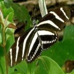 image of animal