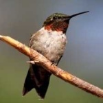 image of bird